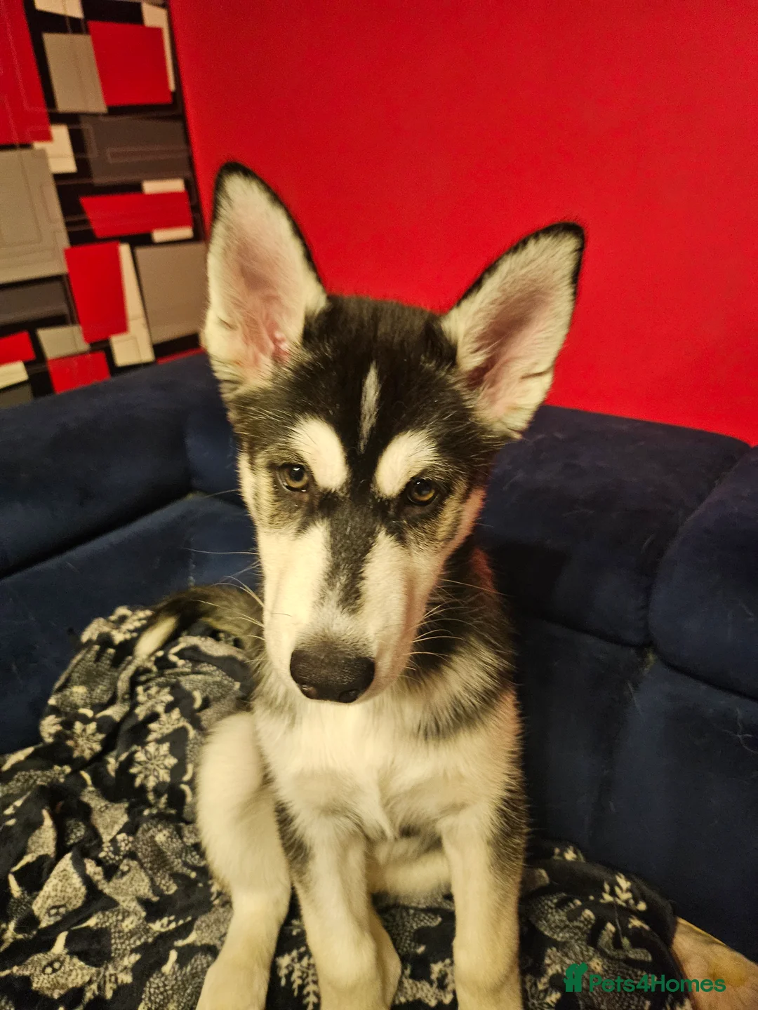 Siberian Husky dogs for sale: Girls  - Advert 4
