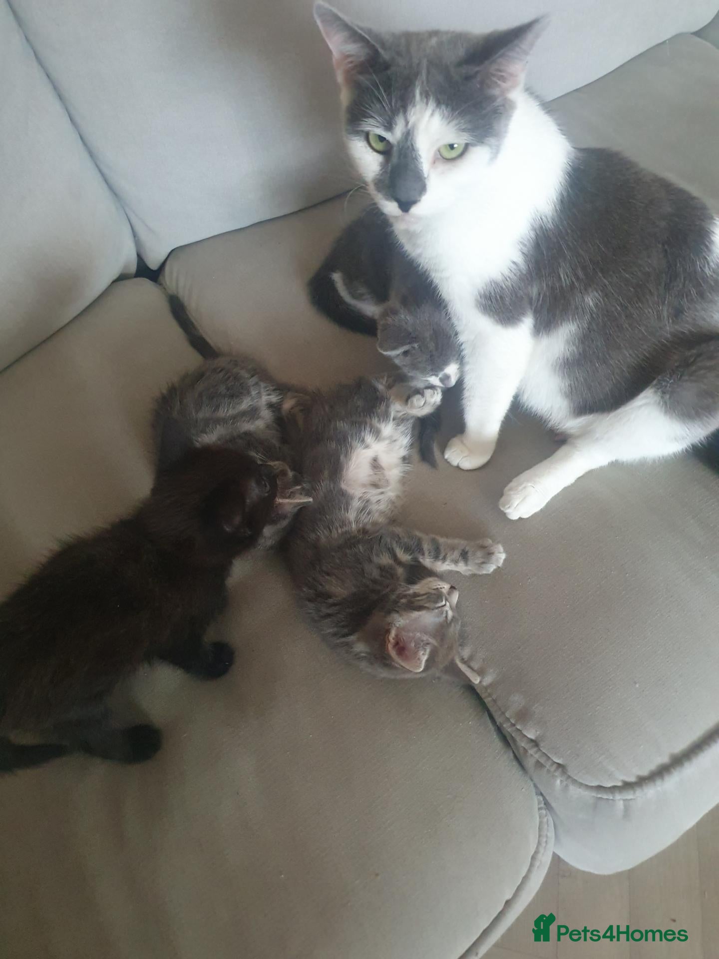 Mixed Breed cats 4 kittens looking for new homes  - Advert 1