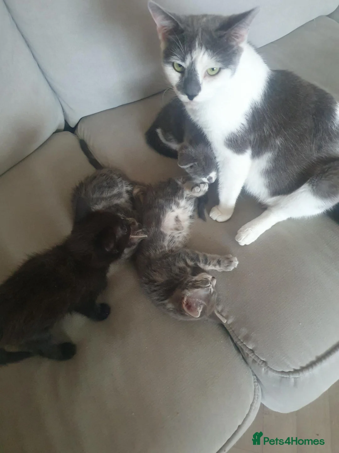 Mixed Breed cats for sale: 4 kittens looking for new homes  - Advert 1