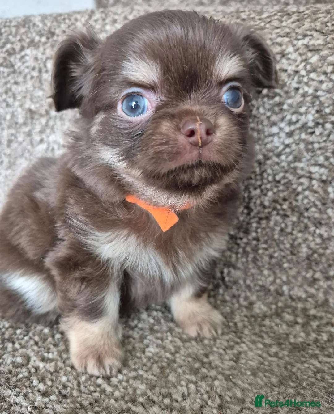 Chihuahua dogs for sale: Long coat KC puppies  - Advert 1