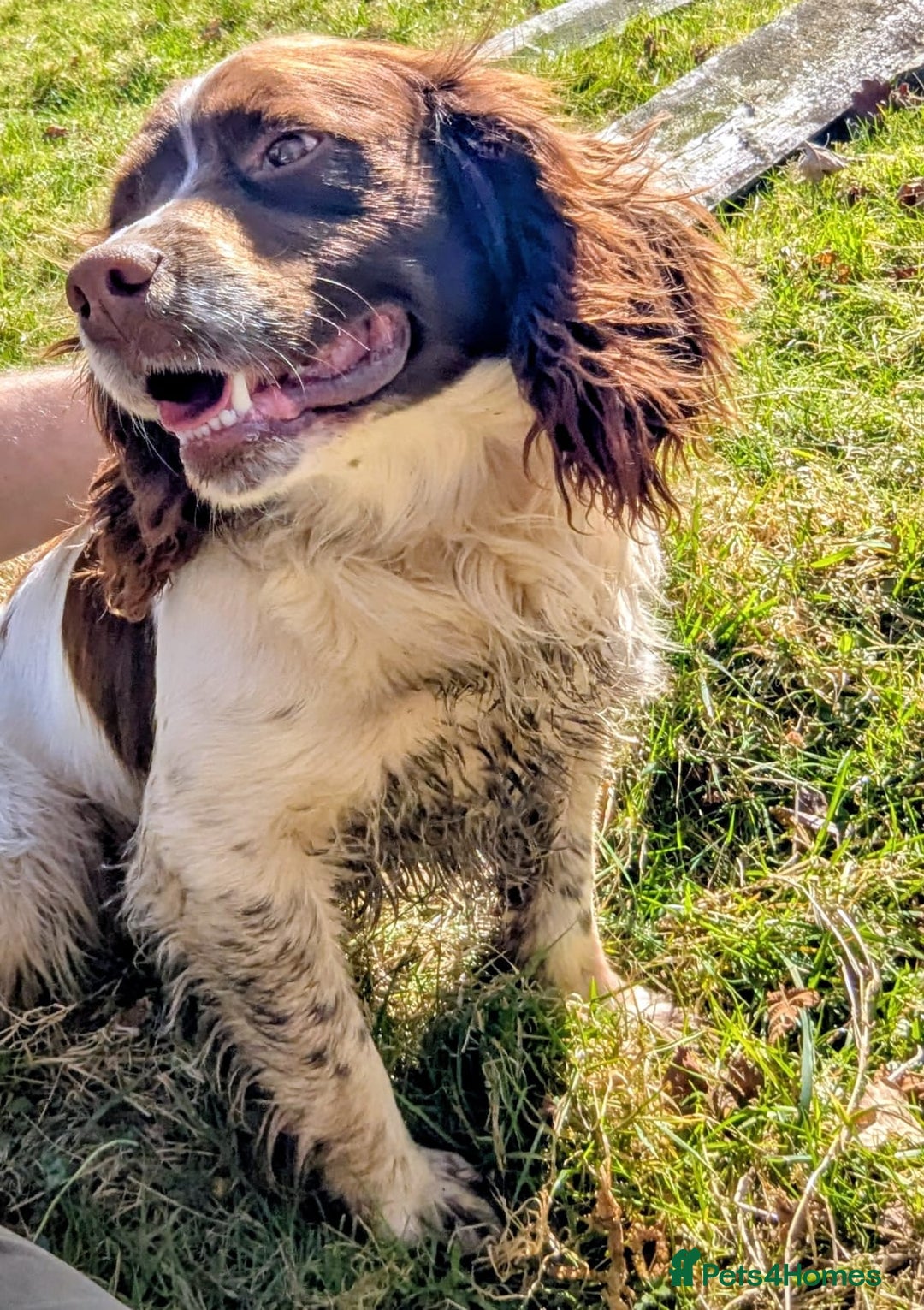 Mixed Breed dogs for sale: Springaliers - Image 5
