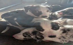 Mixed Breed dogs for sale: Puppies - Image 2