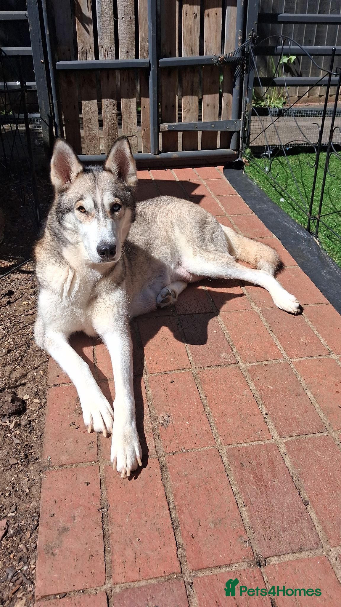 Siberian Husky dogs Husky puppies ready to leave now  - Advert 1