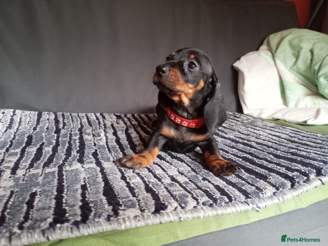Dachshund dogs for sale: Beautiful dachshund babies  - Image 7