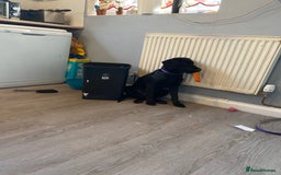 Springador dogs for sale: Coco pop  - Image 6