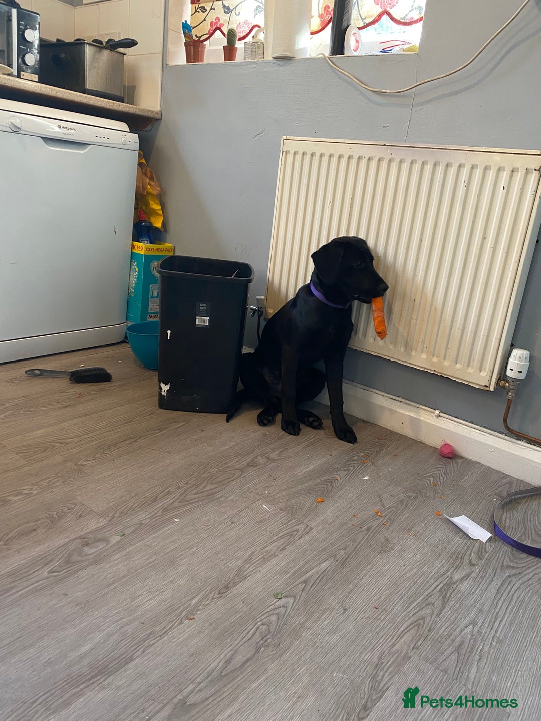 Springador dogs for sale: Coco pop  - Image 6