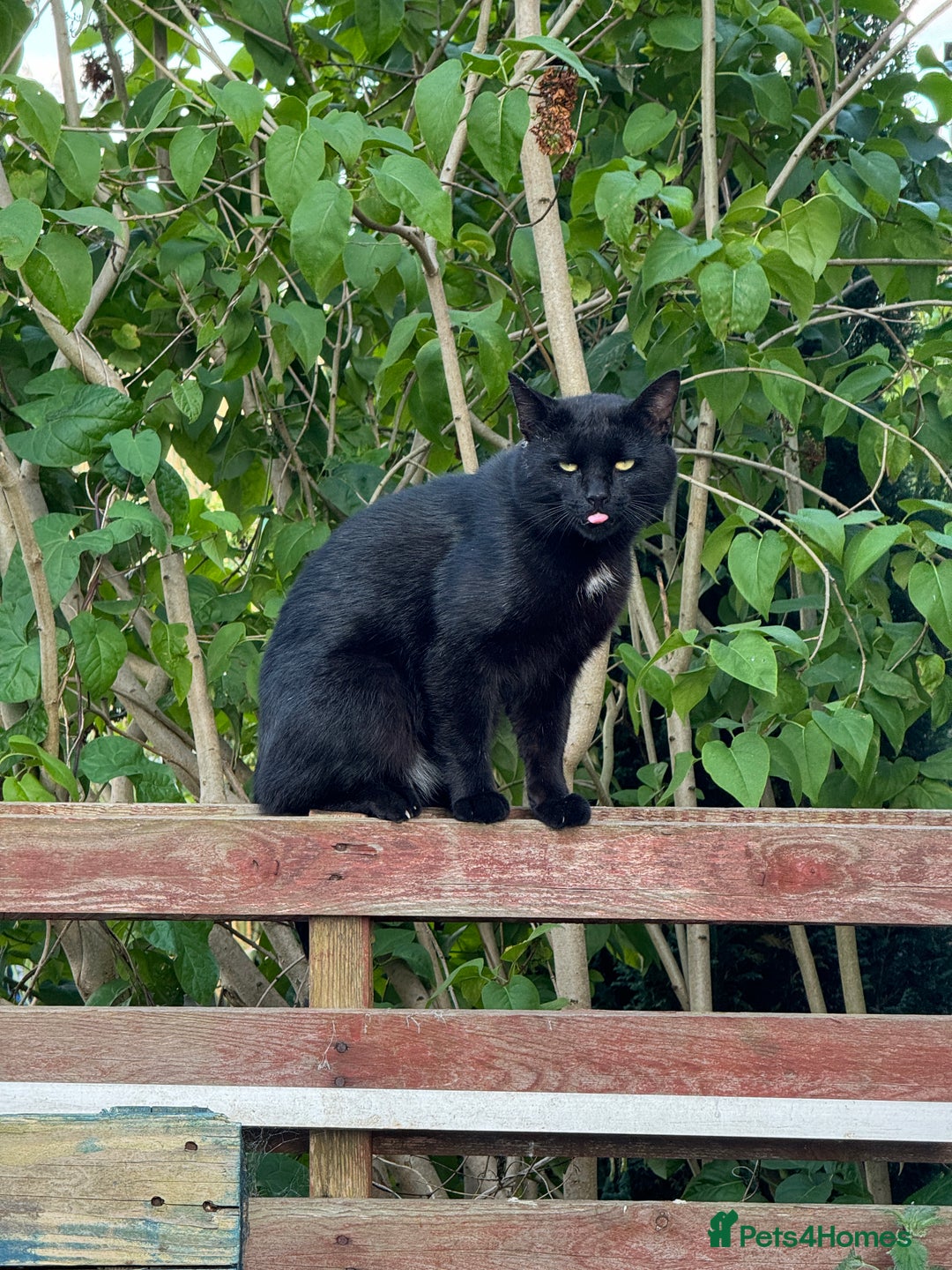 Mixed Breed cats for sale: Adorable black kittens  - Advert 2