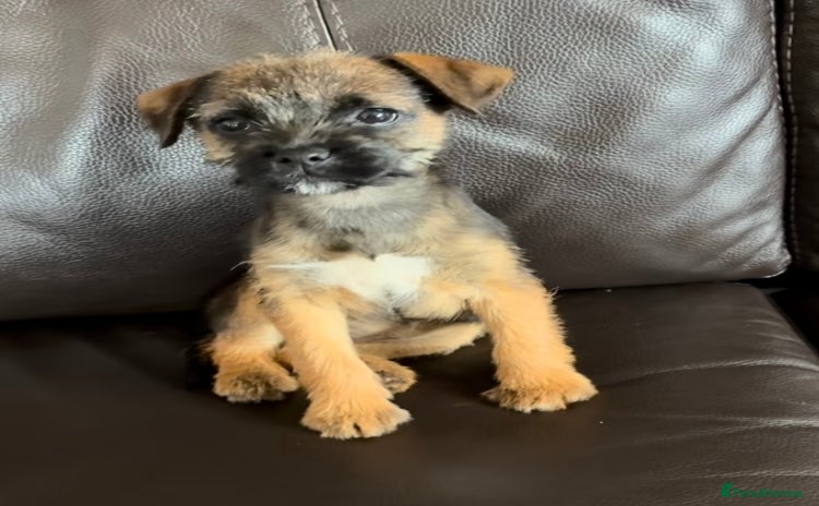 Border Terrier dogs - Advert 15