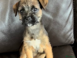 Border Terrier dogs - Advert 3