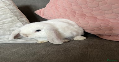 Mini Lop rabbits - Advert 3