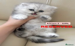 Persian cats for sale: 🎀4 BOYS LEFT!!🎀Persian Chinchilla Kittens 💎💎 - Image 16