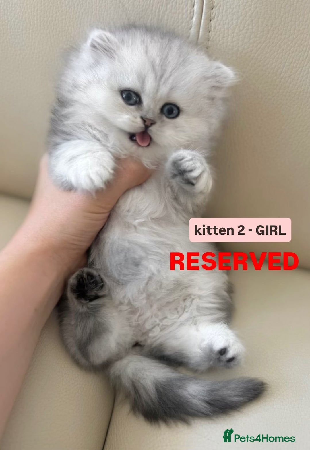 Persian cats for sale: 🎀4 BOYS LEFT!!🎀Persian Chinchilla Kittens 💎💎 - Image 16