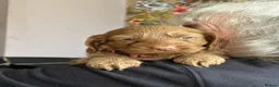 Cockapoo dogs for sale: Beautiful Cockapoo puppies  - Advert 12