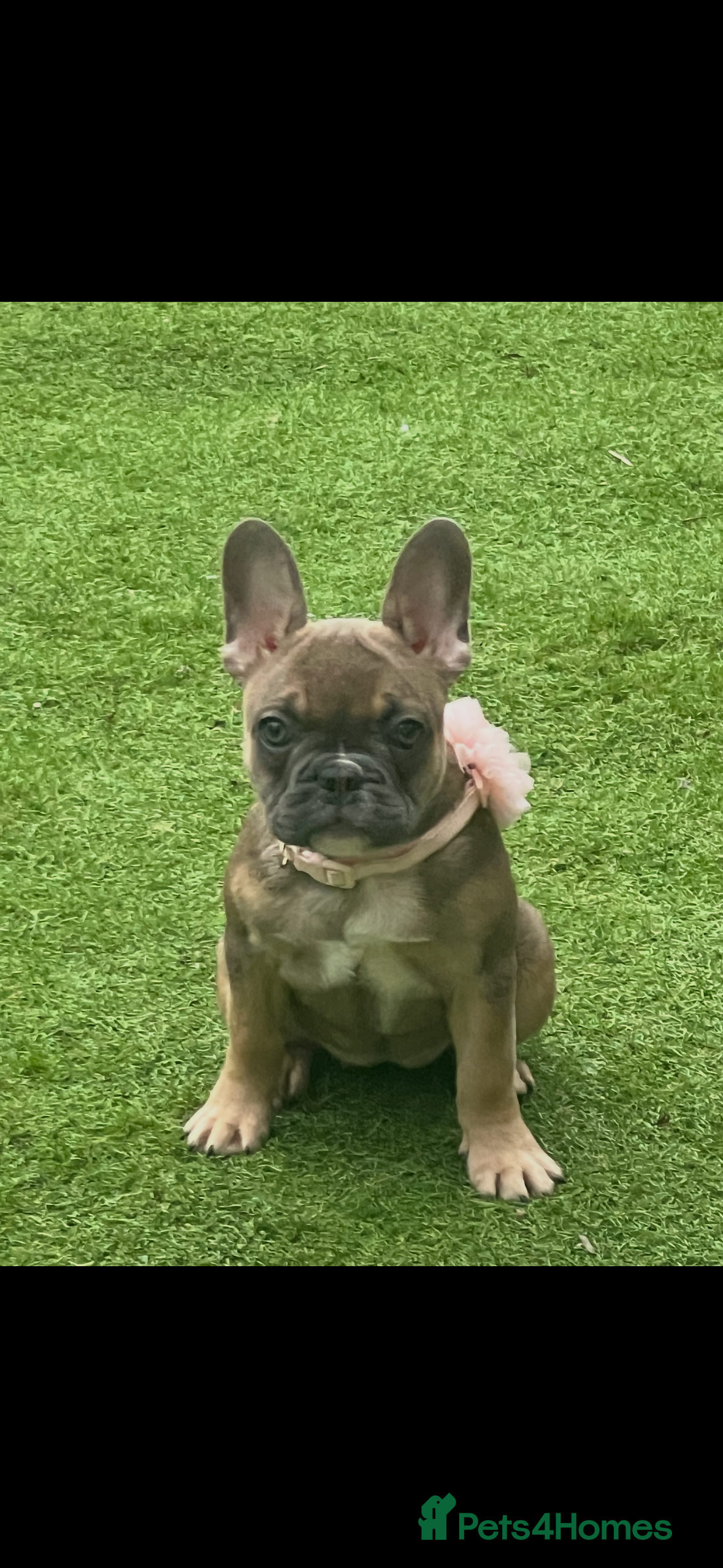French Bulldog dogs French bulldog puppies  - Advert 1