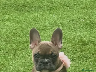 French Bulldog dogs French bulldog puppies - Advert 1