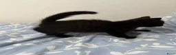 Mixed Breed cats for sale: Adorable Kittens Ready From 6th June - Advert 5