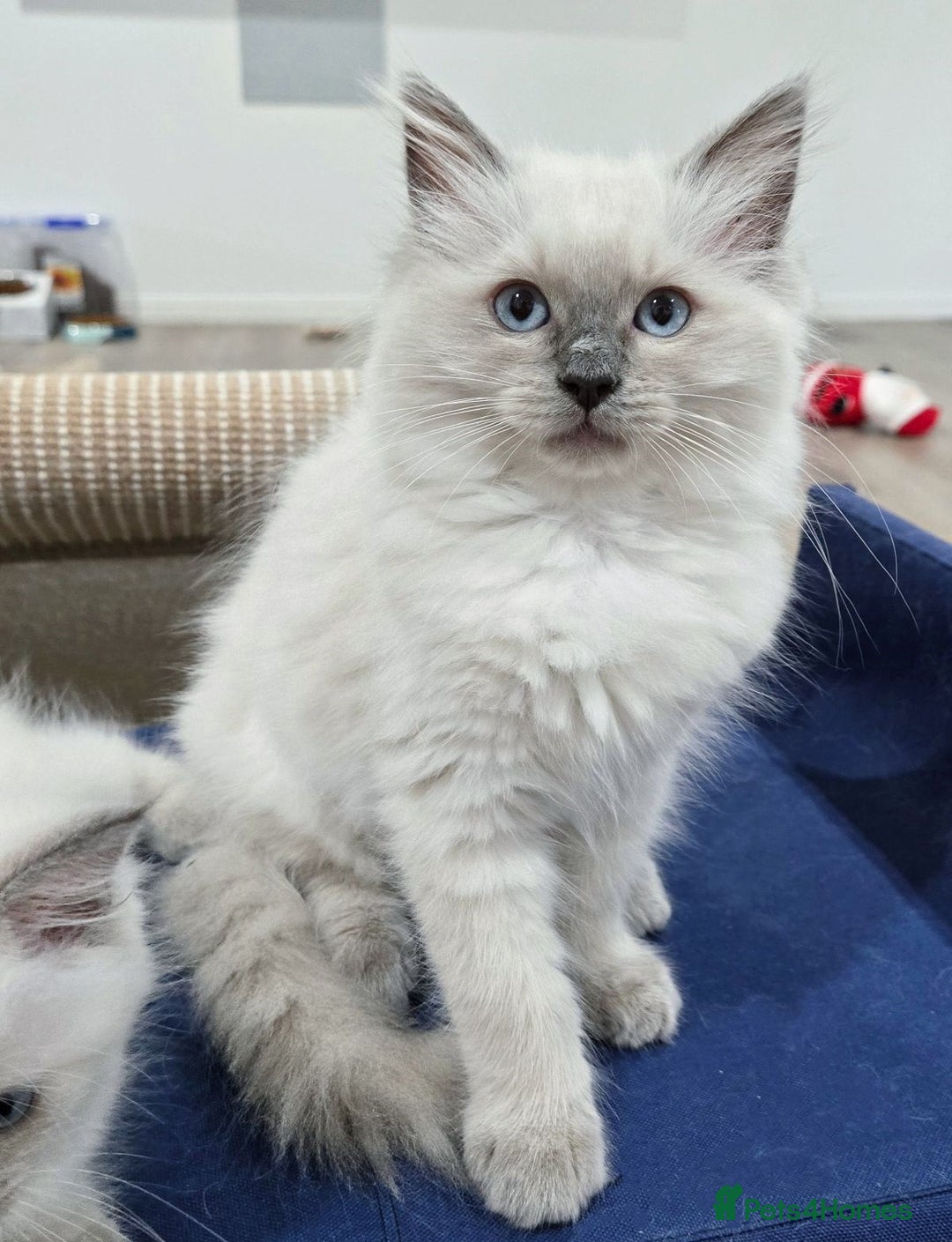 Ragdoll cats for sale:  beautiful Rag doll kittens raised at home - Image 2