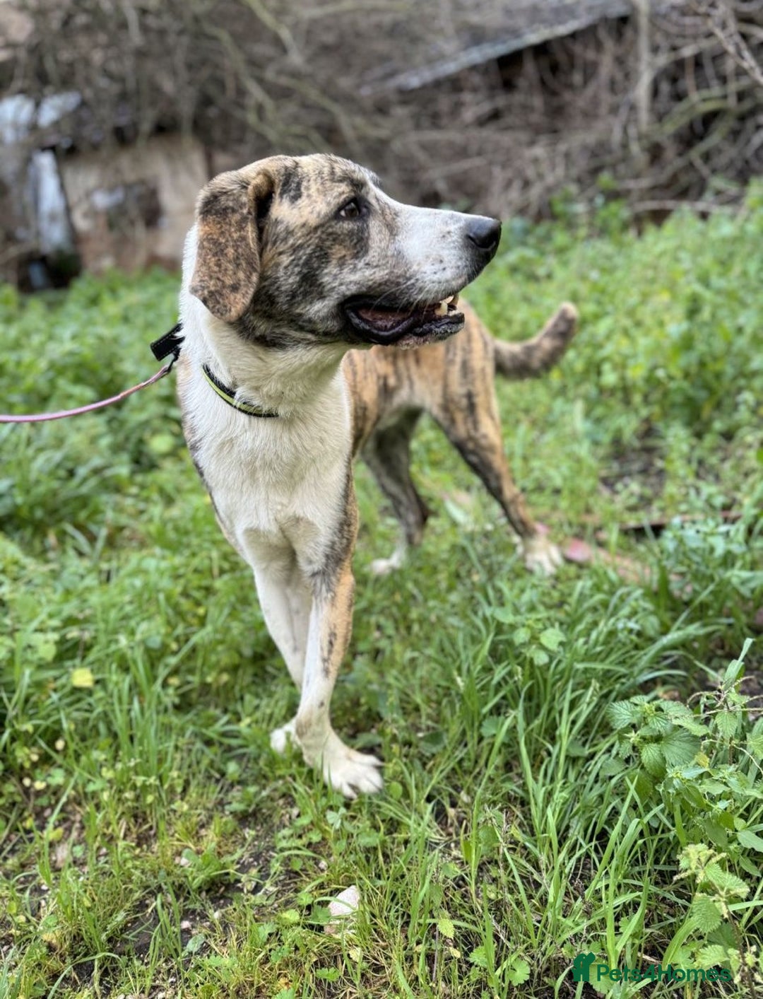 Mixed Breed dogs for adoption: 💔 OLIVER, RETURNED OUT OF SHAME 💔 - Image 8