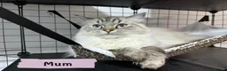 Ragdoll cats for sale: Amazing Ragdoll kittens in Leighton Buzzard - Advert 17