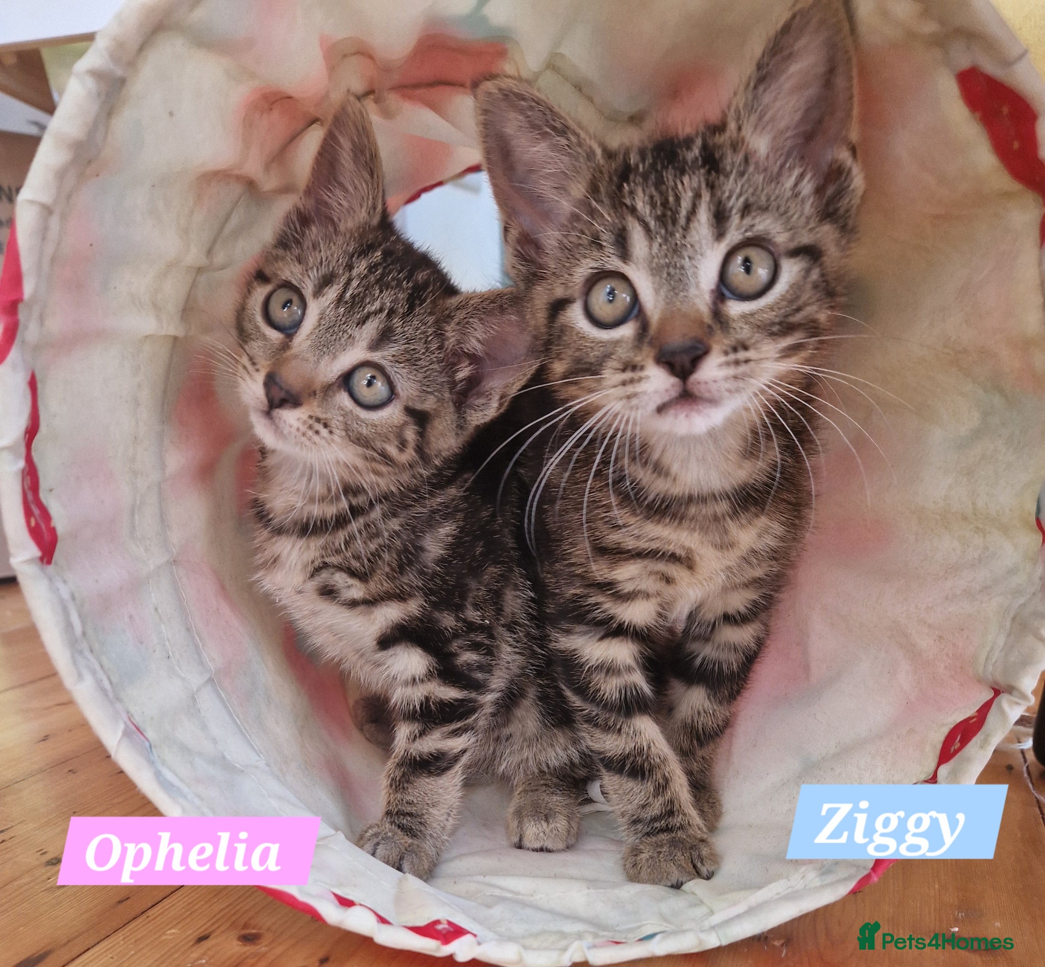 Mixed Breed cats Russian Blue & Bengal Cross kittens - Advert 14