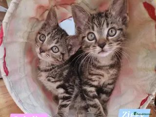 Mixed Breed cats Russian Blue & Bengal Cross kittens - Advert 14