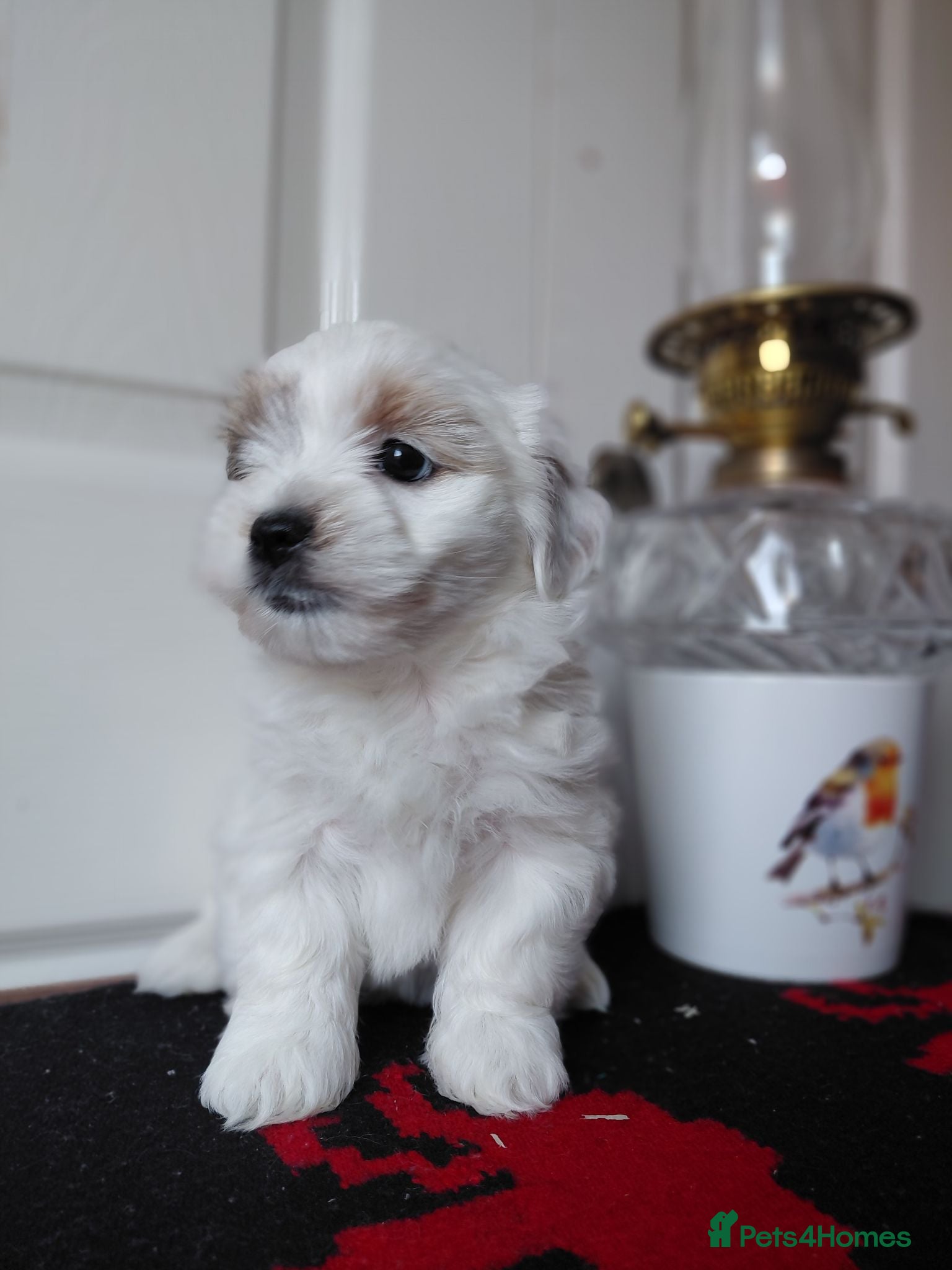Biewer Terrier dogs Stunning Biewer Terrier puppies-Well-Trained  - Advert 1