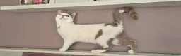 Munchkin cats for sale: Beautiful long legs Munchkin×BSH kittens  - Advert 24