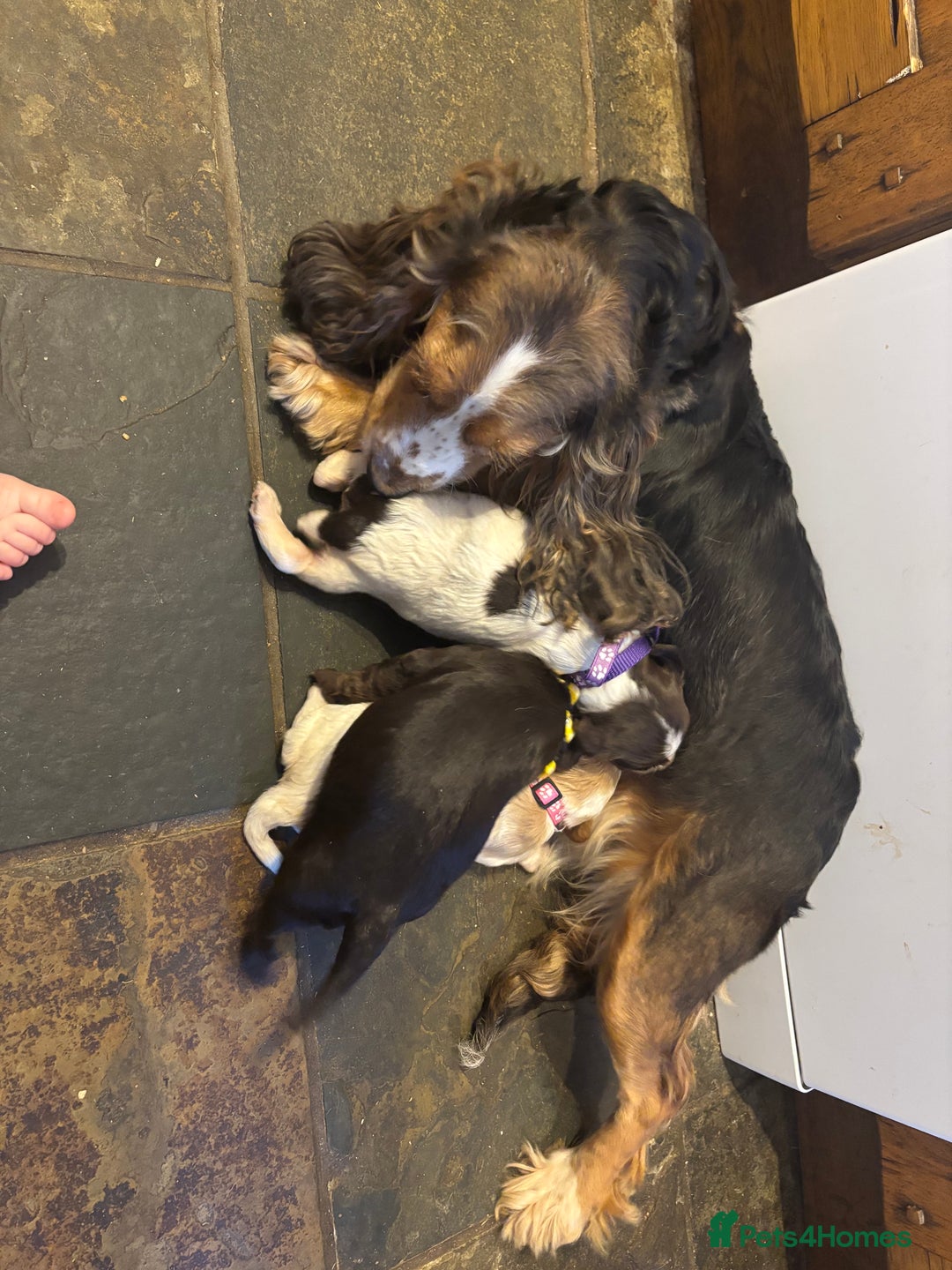Cocker Spaniel dogs for sale: lovely cocker spaniel pups  - Advert 1