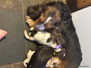 Cocker Spaniel dogs lovely cocker spaniel pups - Advert 3