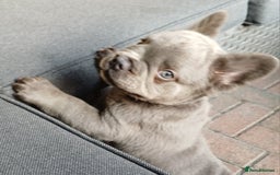 French Bulldog dogs for sale: Fluffy French bulldogs - Image 26