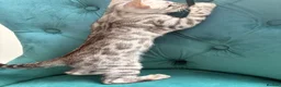 Bengal cats for sale: 2 TICA ACTIVE Bengal BOYS 🐆🐆 - Advert 12