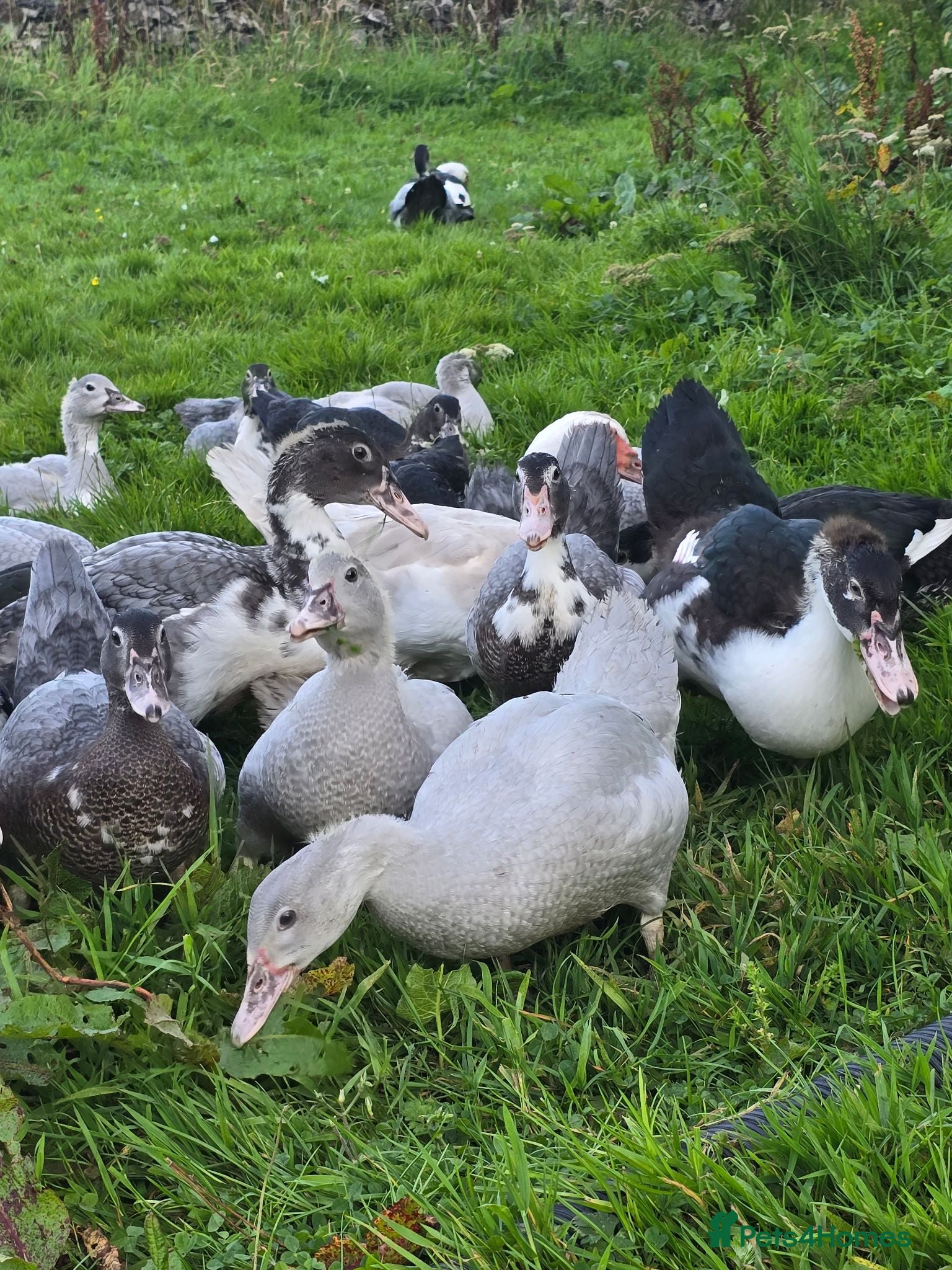 Ducks poultry Beautiful muscovy ducks - Advert 1