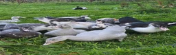 Ducks poultry for sale: Beautiful muscovy ducks in Hawick - Advert 1