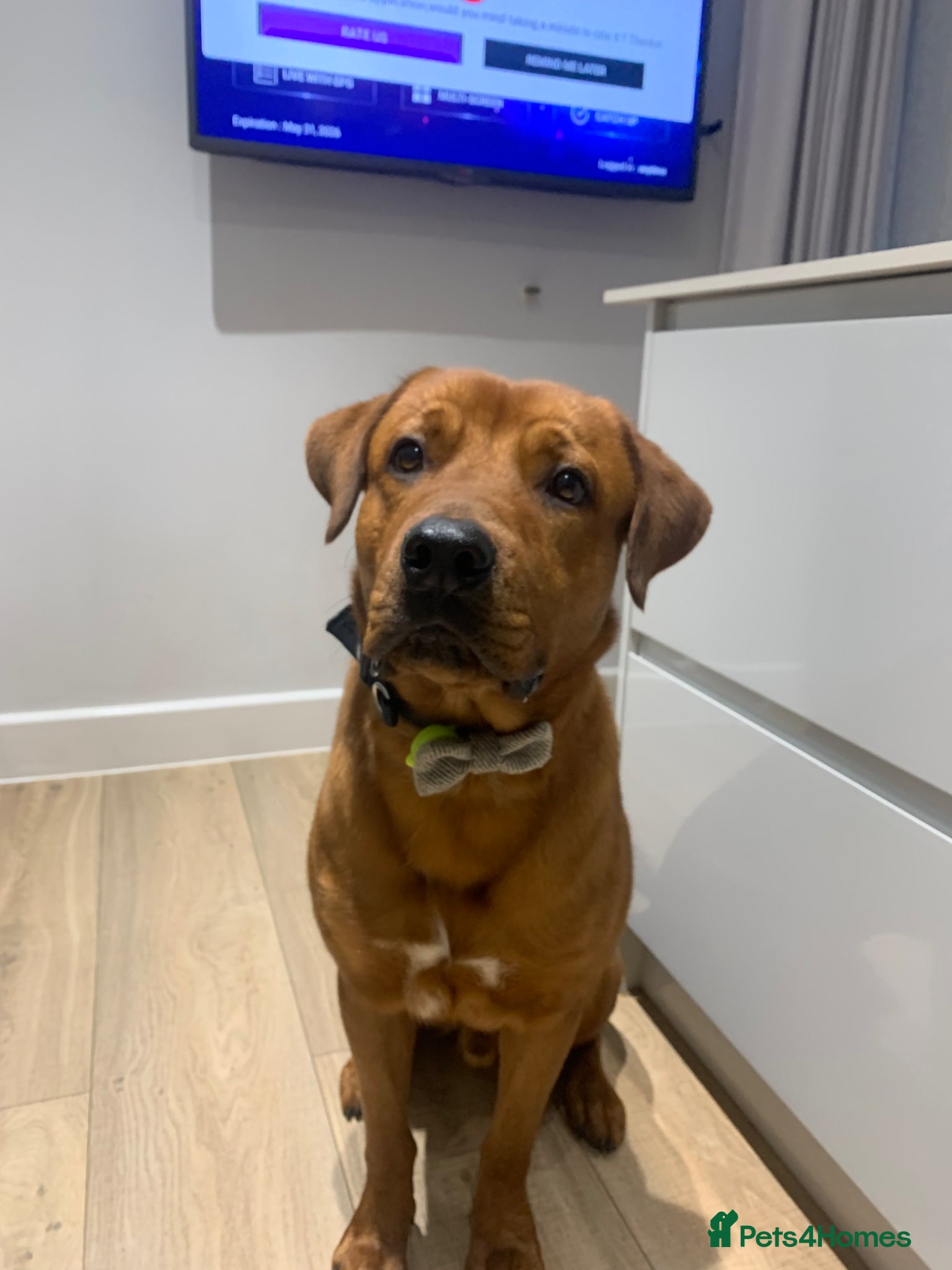 Mixed Breed dogs Male Rottie/bordeaux - Advert 1