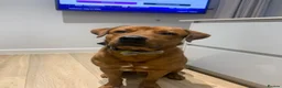 Mixed Breed dogs for sale: Male Rottie/bordeaux - Advert 1