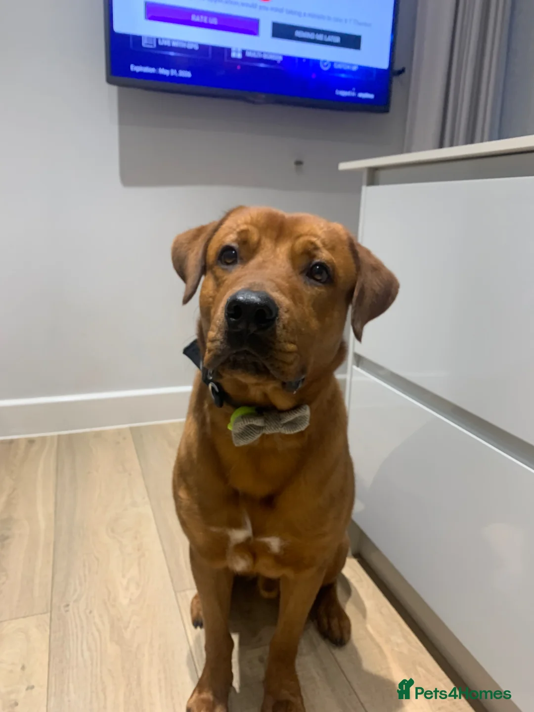 Mixed Breed dogs for sale: Male Rottie/bordeaux - Advert 1