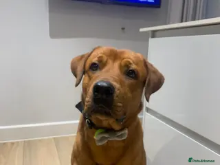 Mixed Breed dogs Male Rottie/bordeaux - Advert 14