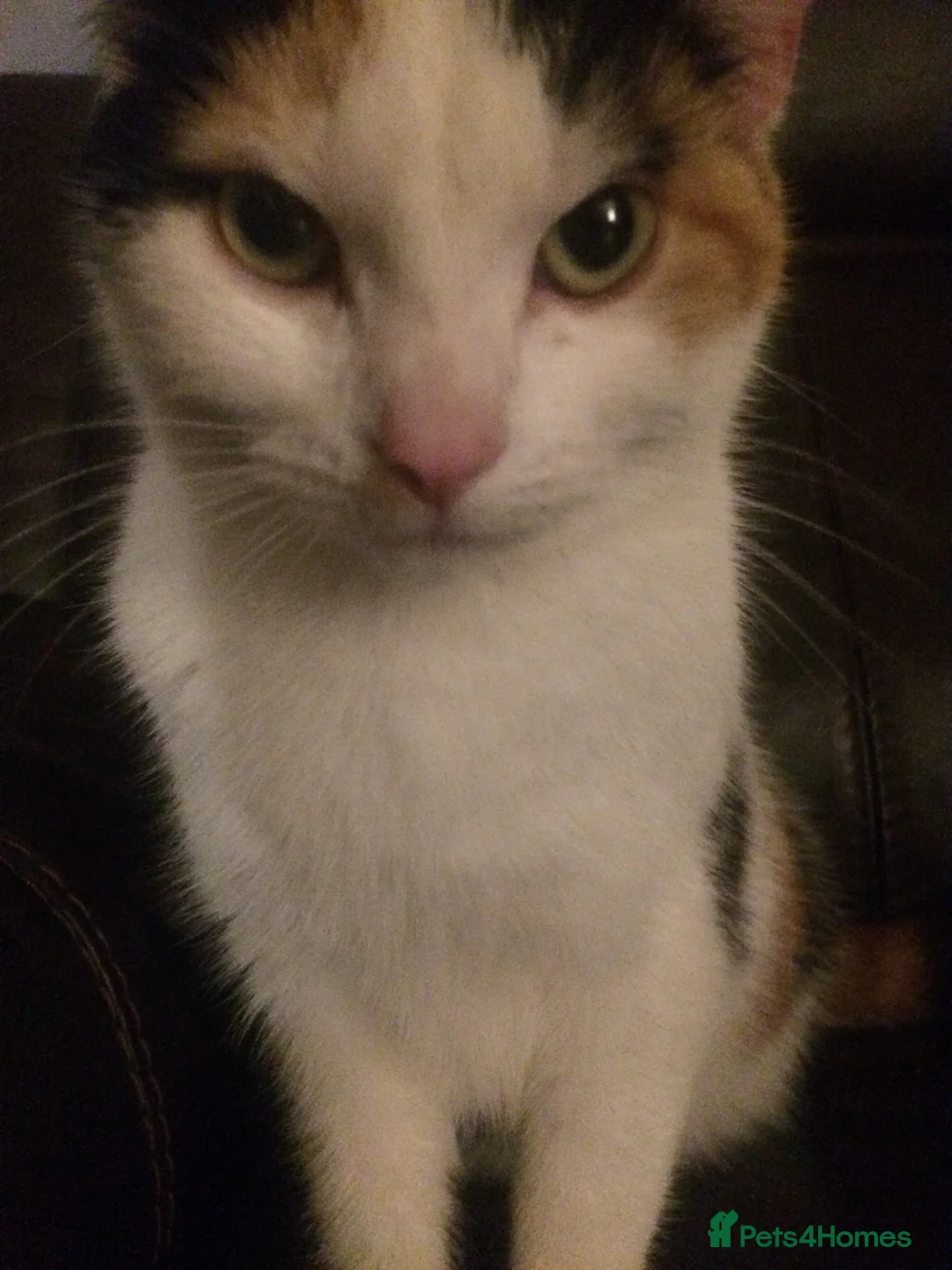 Mixed Breed cats for sale: Tammy surridge  in Bournemouth - Advert 8