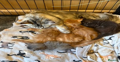 Maine Coon cats - Advert 7