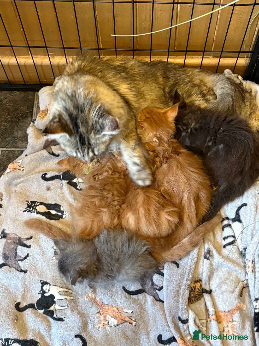 Maine Coon cats for sale: Stunning pedigree maincoon kittens  - Image 2