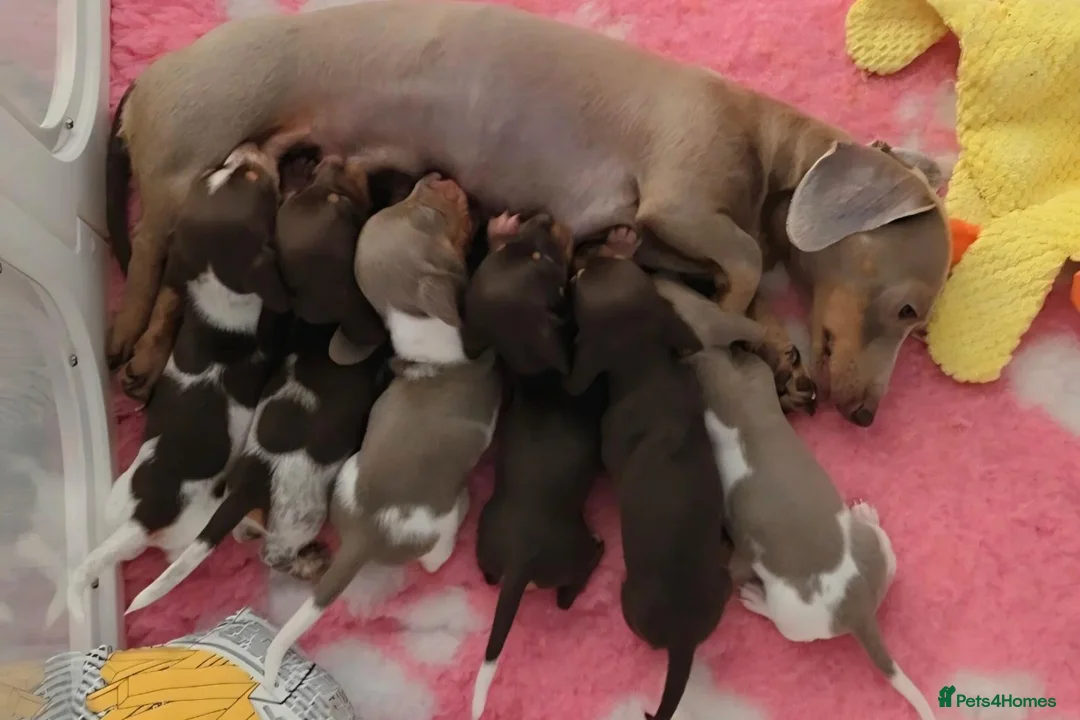 Miniature Dachshund dogs for sale:  Miniature dachshund puppies for sale in Plymouth - Advert 1