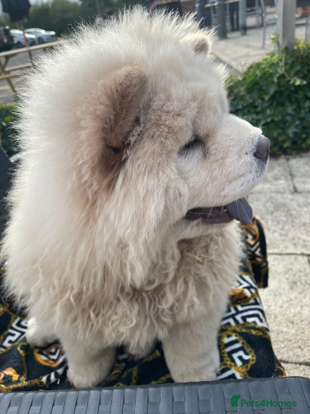 Chow Chow dogs for sale: Beautiful blue eyed cream chow gentle friendly  - Image 6