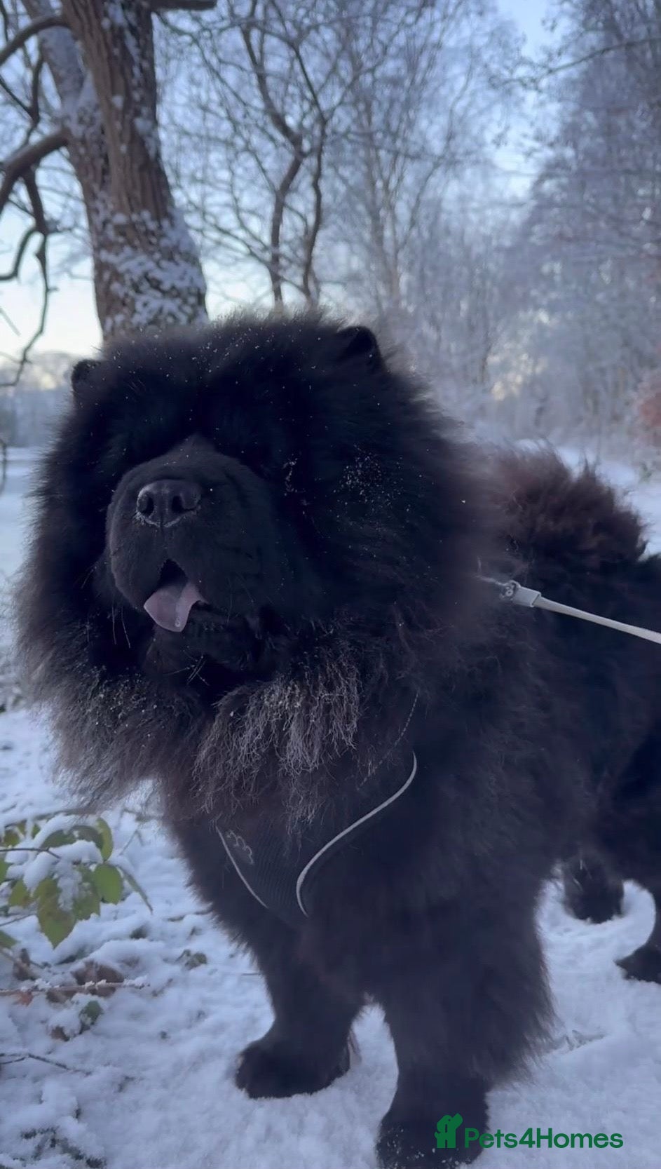 Chow Chow dogs Chow Chow 2 Years Old! Beautiful & Friendly - Advert 1