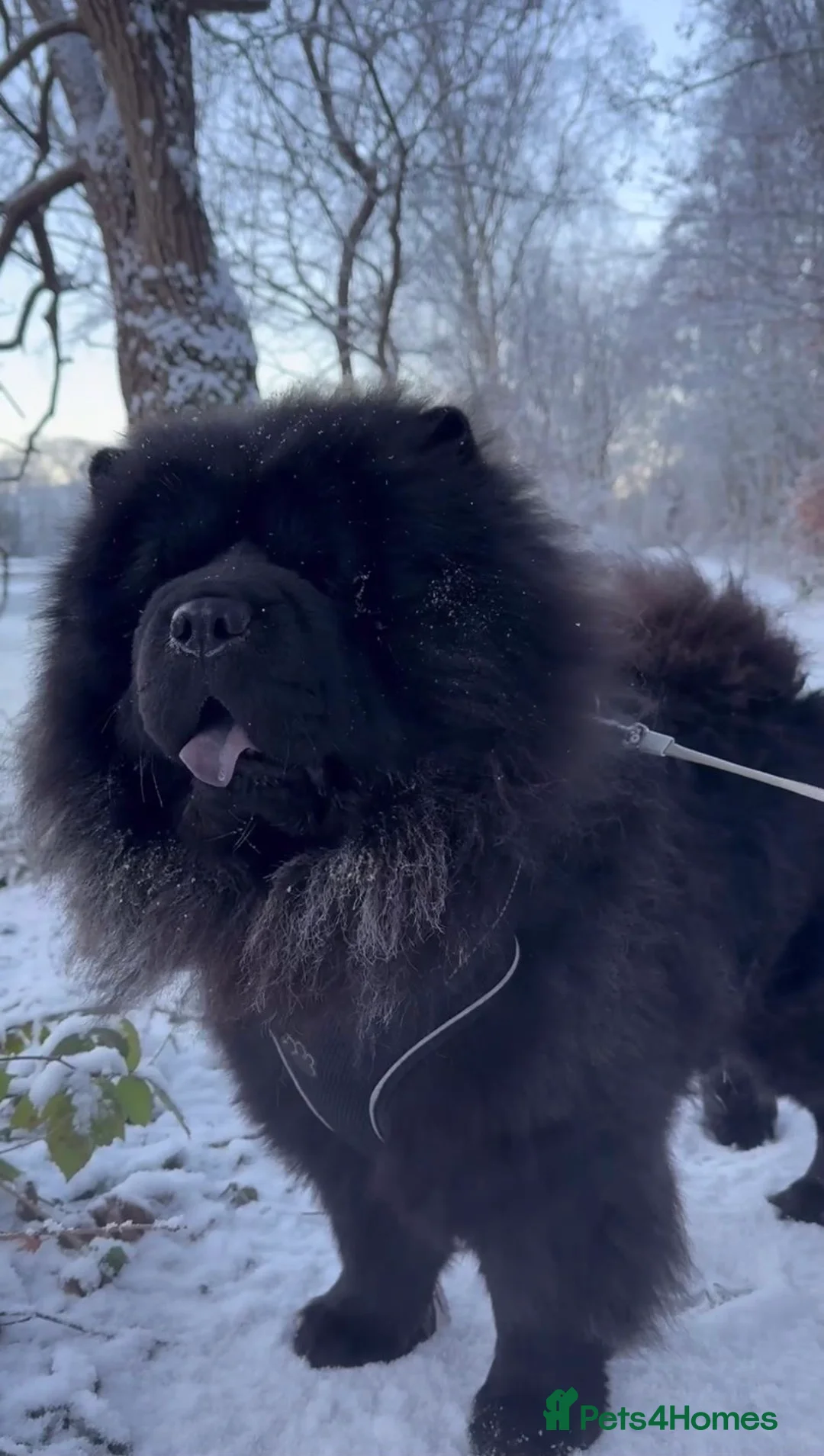 Chow Chow dogs for sale: Chow Chow 2 Years Old! Beautiful & Friendly - Advert 1