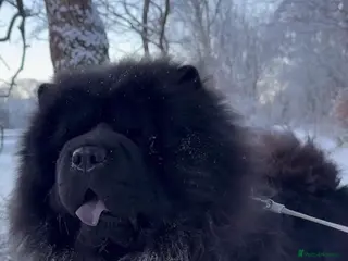 Chow Chow dogs Chow Chow 2 Years Old! Beautiful & Friendly - Advert 1