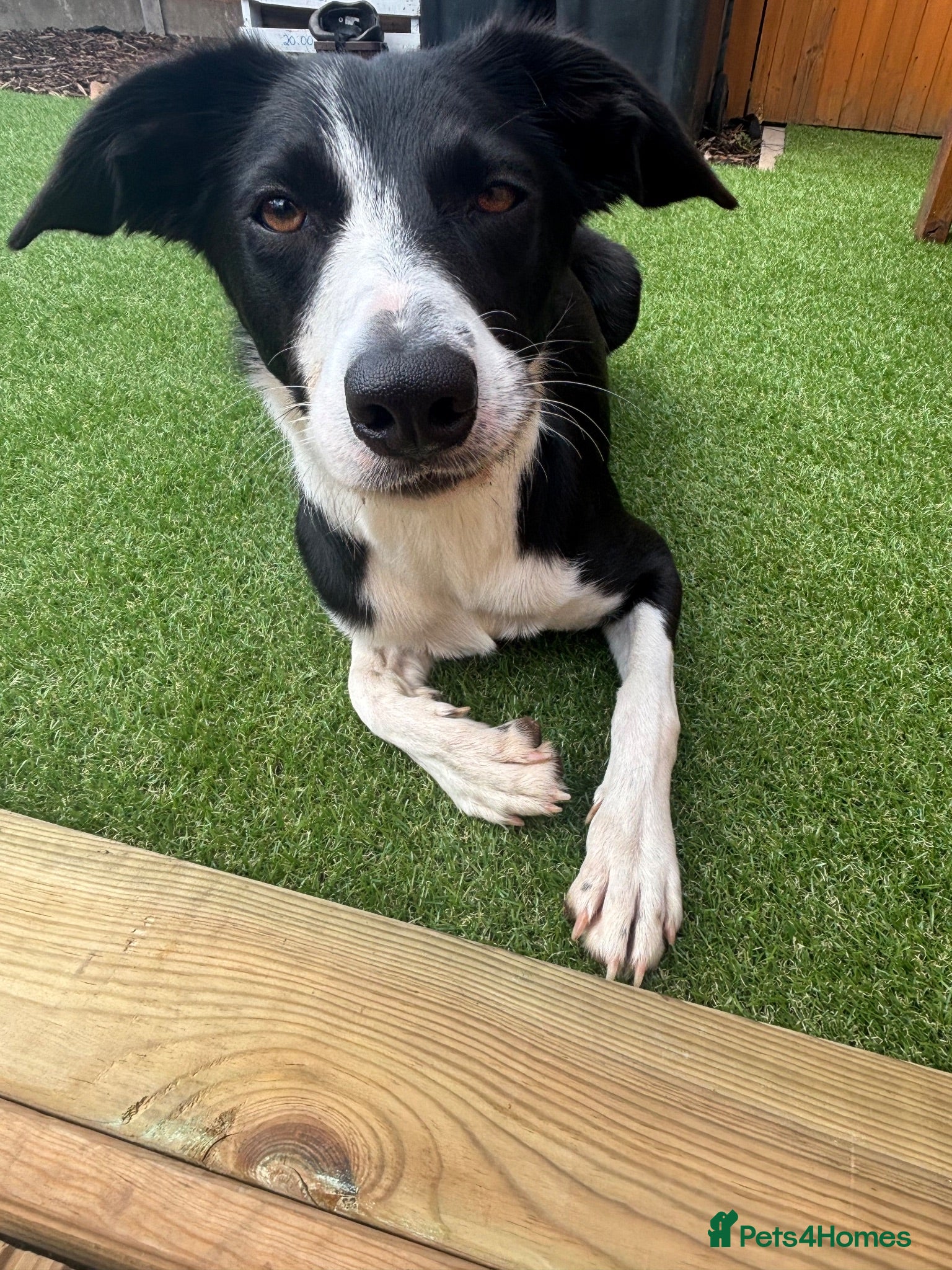 Border Collie dogs URGENT STUD WANTED - Advert 1