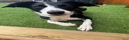 Border Collie dogs for stud: URGENT STUD WANTED in Christchurch - Advert 1
