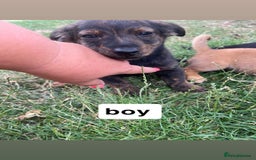 Mixed Breed dogs for sale: Dachshund /Norwich terrier  - Image 4