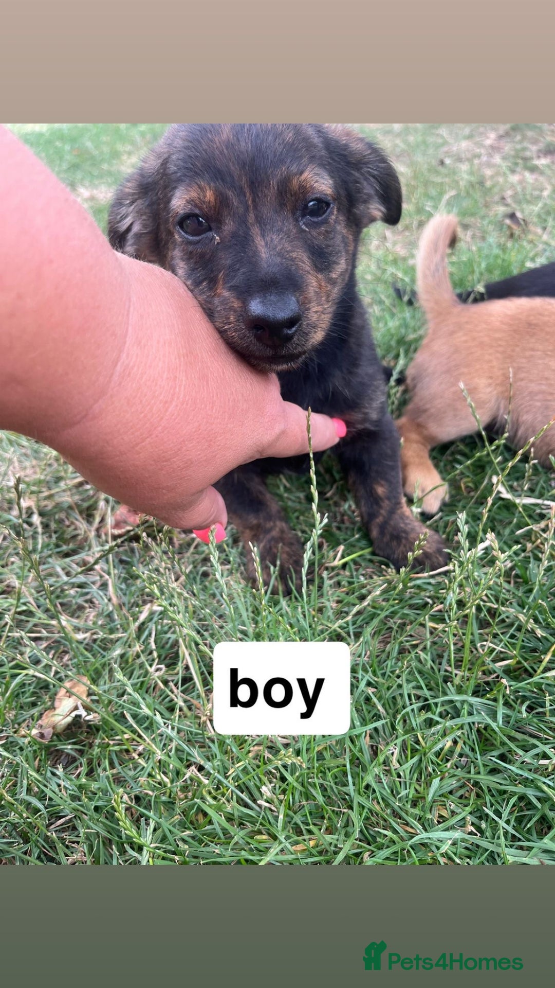 Mixed Breed dogs for sale: Dachshund /Norwich terrier  - Image 4