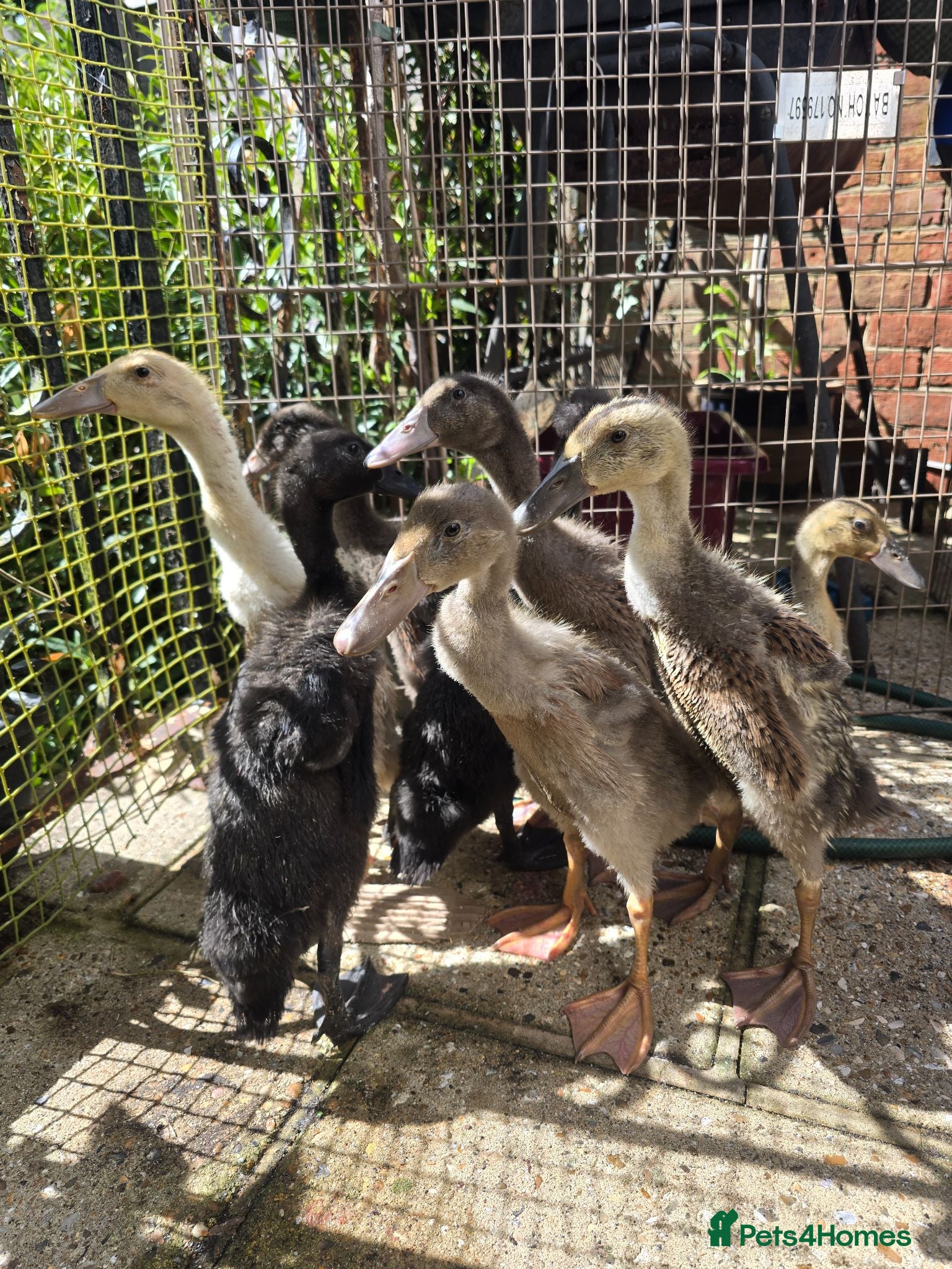 Ducks poultry for sale: Indian Runner Ducklings - Advert 1
